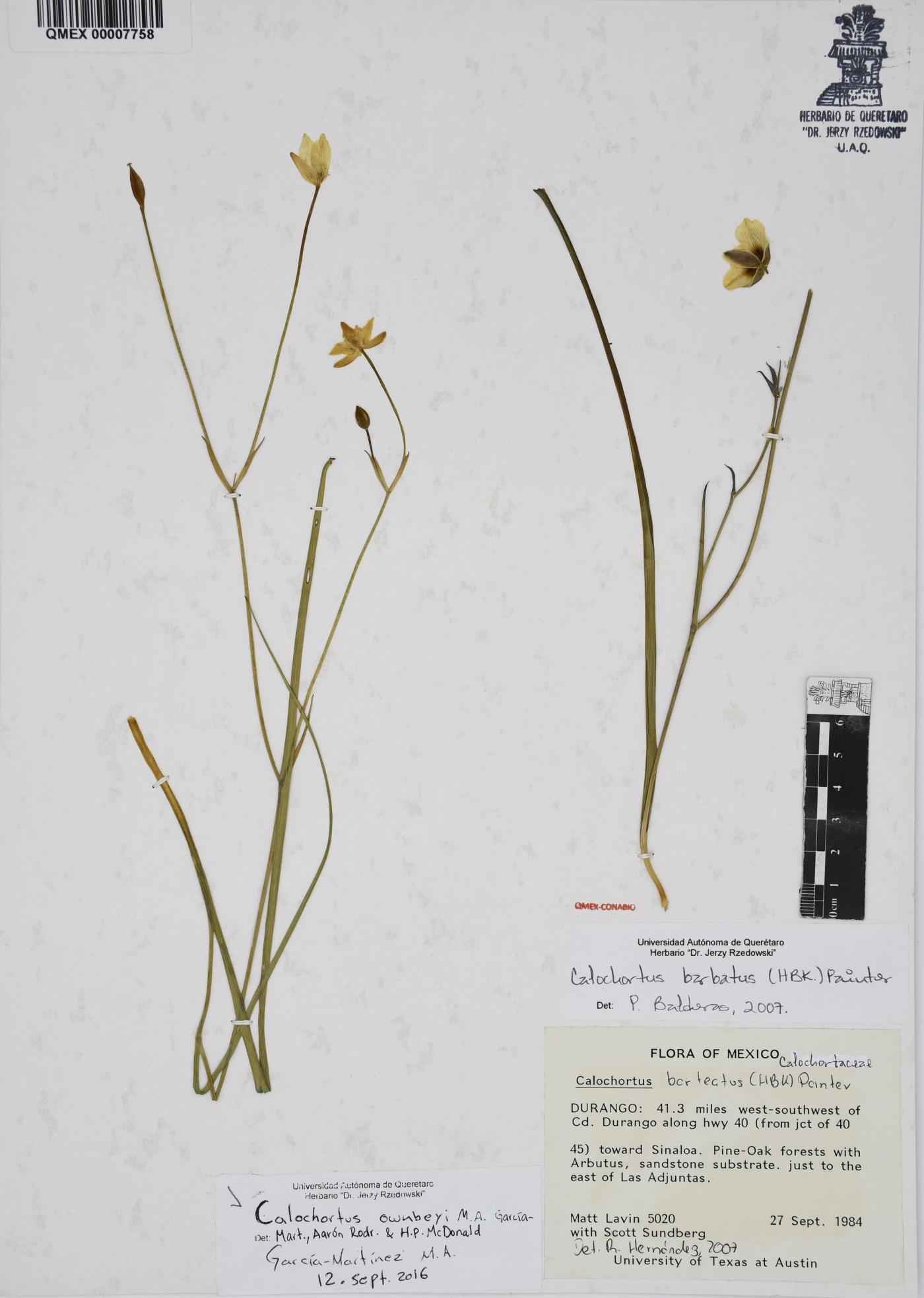 Calochortus ownbeyi image